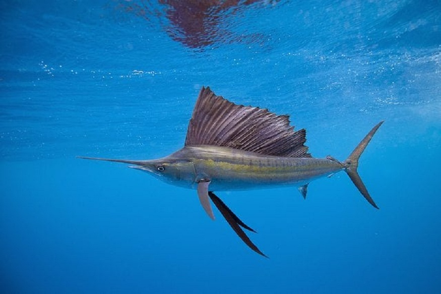 sailfish in Costa Rica